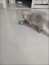 Smart Interactive Rolling Ball for Cats – Electronic Indoor Toy